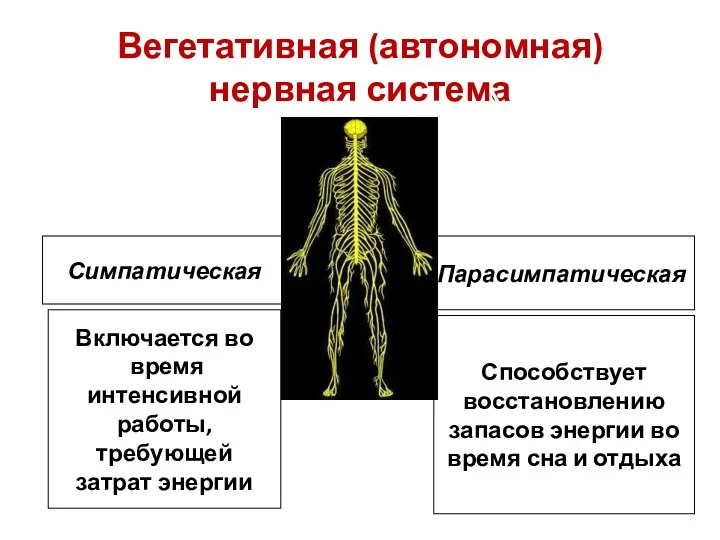 Вегетативная (автономная) нервная система Парасимпатическая Включается во время интенсивной работы,