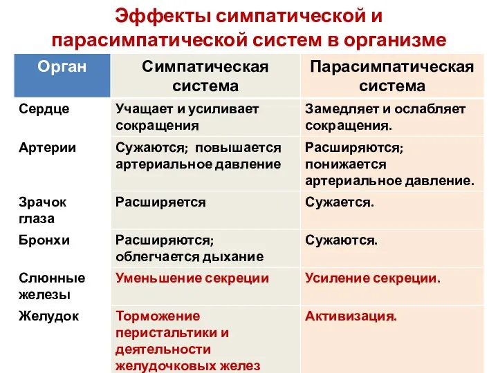 Эффекты симпатической и парасимпатической систем в организме