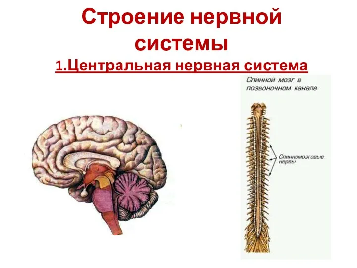 Строение нервной системы 1.Центральная нервная система