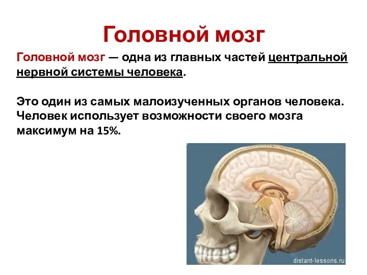 Головной мозг Головной мозг — одна из главных частей центральной