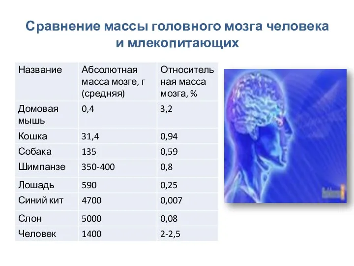 Сравнение массы головного мозга человека и млекопитающих