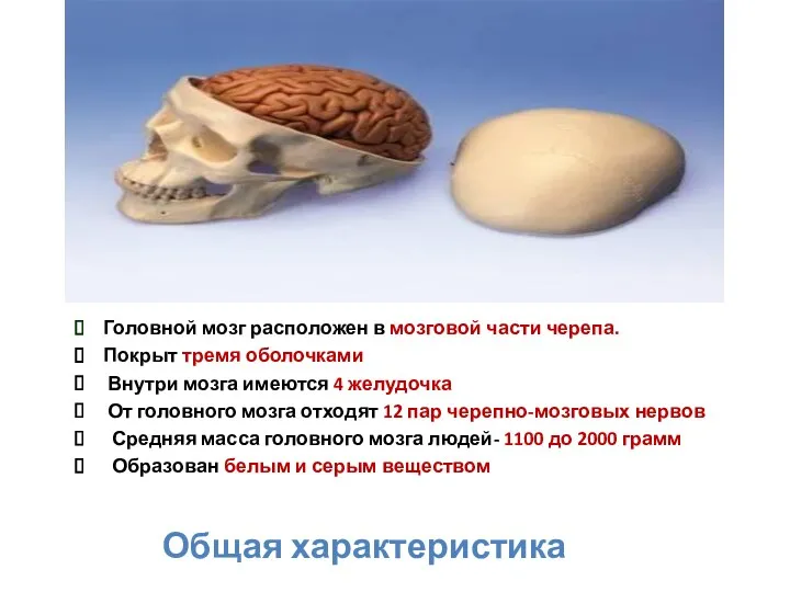 Общая характеристика Головной мозг расположен в мозговой части черепа. Покрыт