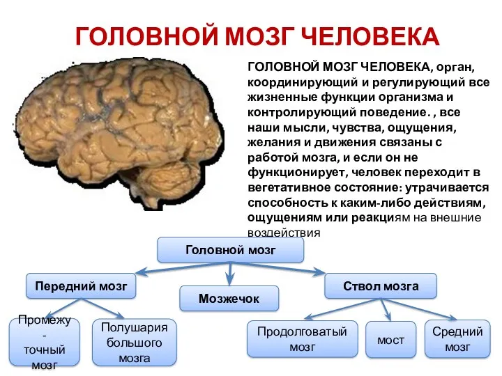 ГОЛОВНОЙ МОЗГ ЧЕЛОВЕКА ГОЛОВНОЙ МОЗГ ЧЕЛОВЕКА, орган, координирующий и регулирующий