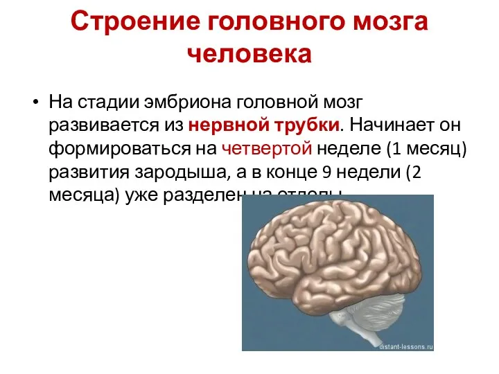 Строение головного мозга человека На стадии эмбриона головной мозг развивается