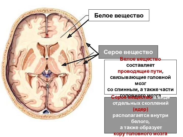 Белое вещество Серое вещество Белое вещество составляет проводящие пути, связывающие