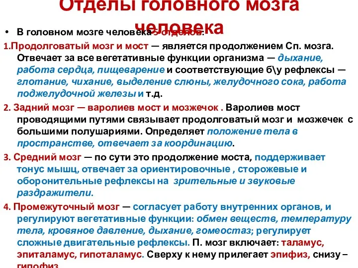 Отделы головного мозга человека В головном мозге человека 5 отделов: