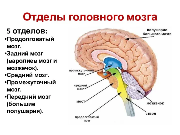 Отделы головного мозга 5 отделов: Продолговатый мозг. Задний мозг (варолиев