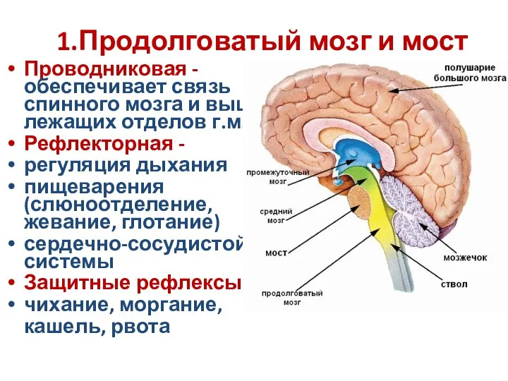 1.Продолговатый мозг и мост Проводниковая -обеспечивает связь спинного мозга и