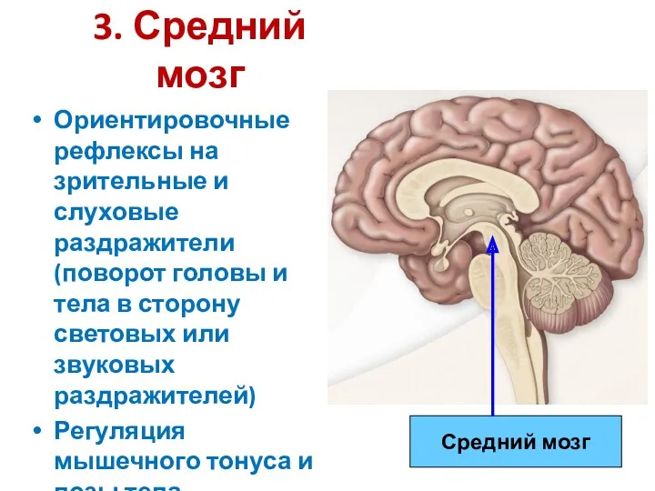 3. Средний мозг Ориентировочные рефлексы на зрительные и слуховые раздражители