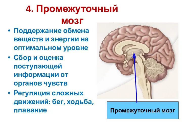 4. Промежуточный мозг Поддержание обмена веществ и энергии на оптимальном