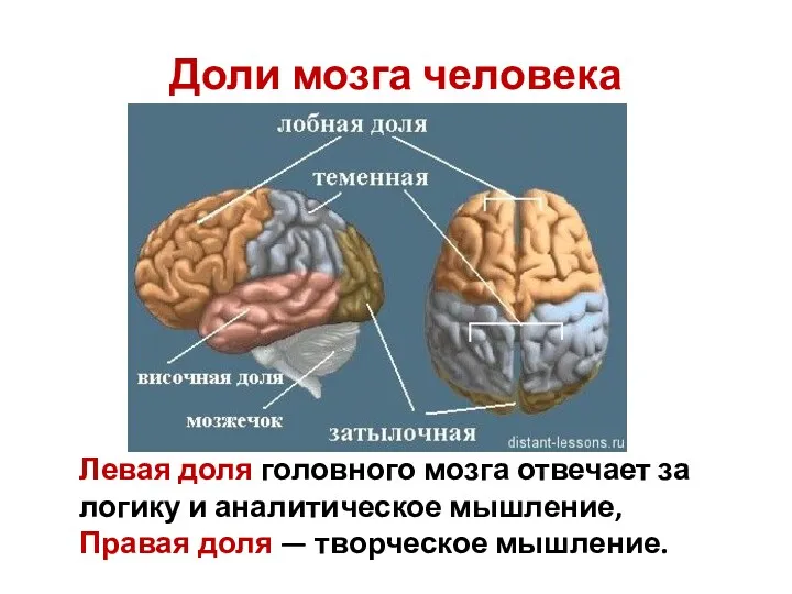 Доли мозга человека Левая доля головного мозга отвечает за логику