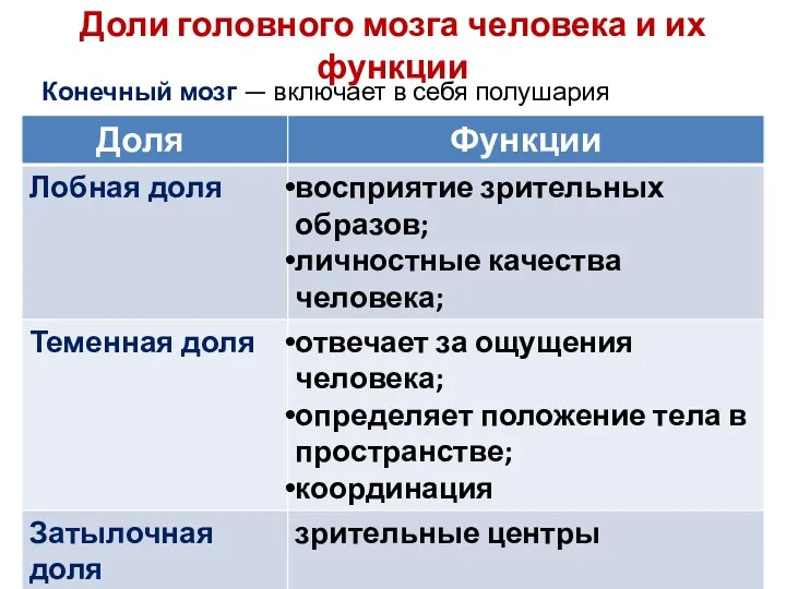 Доли головного мозга человека и их функции Конечный мозг — включает в себя полушария