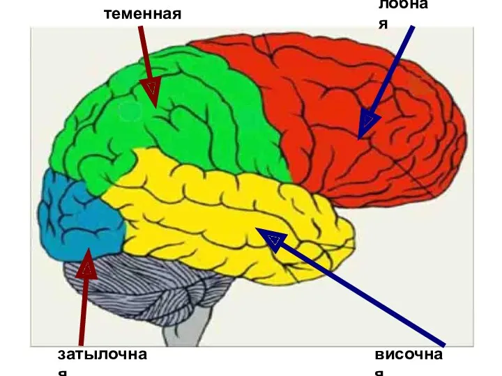 теменная лобная затылочная. височная