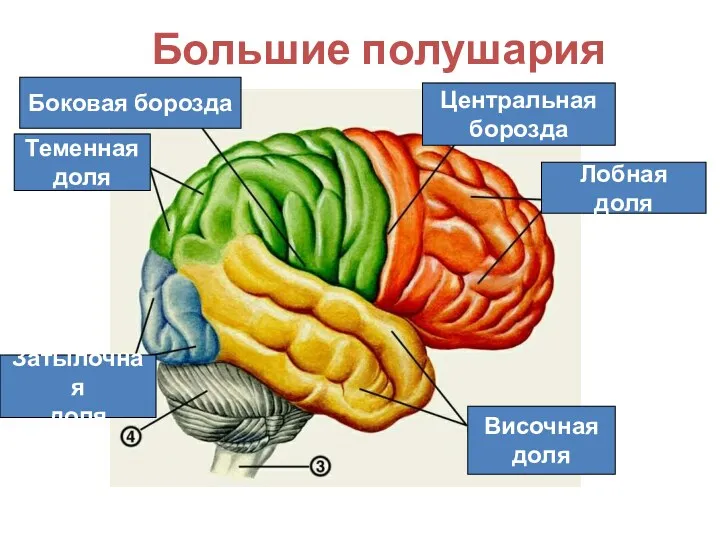 Большие полушария Лобная доля Центральная борозда Боковая борозда Теменная доля Височная доля Затылочная доля