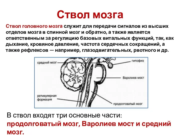 Ствол мозга Ствол головного мозга служит для передачи сигналов из