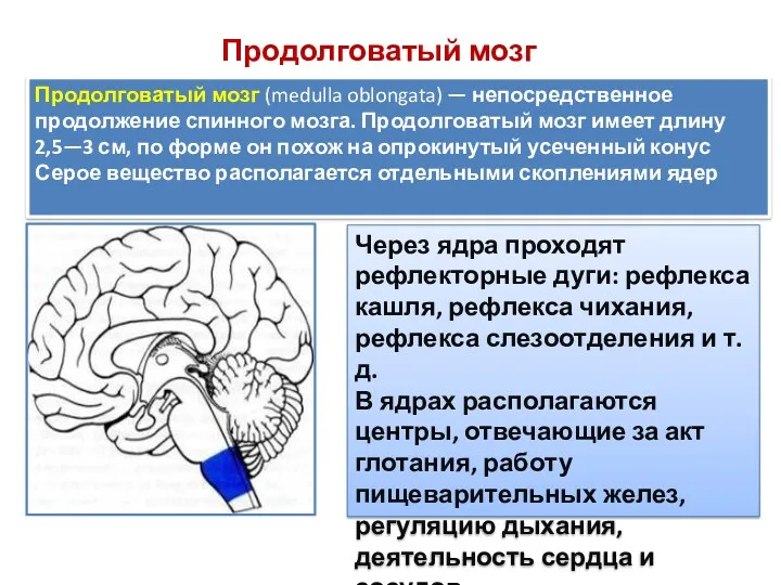 Продолговатый мозг Продолговатый мозг (medulla oblongata) — непосредственное продолжение спинного