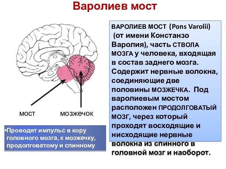 Варолиев мост ВАРОЛИЕВ МОСТ (Pons Varolii) (от имени Констанзо Варолия),