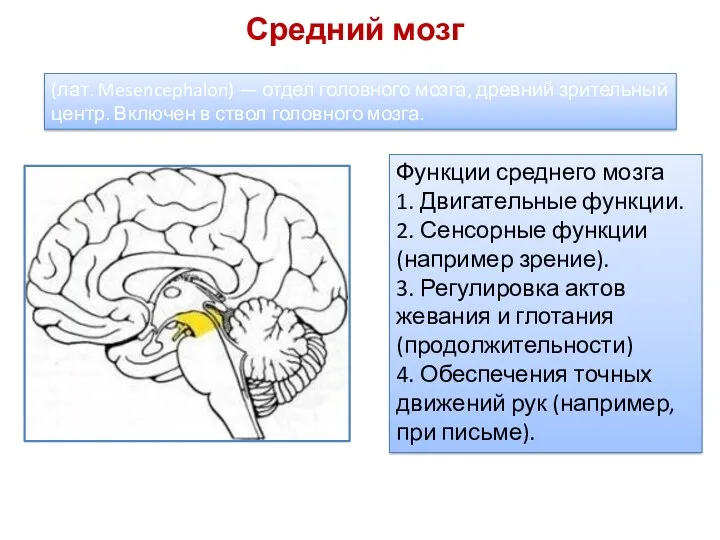 Средний мозг Функции среднего мозга 1. Двигательные функции. 2. Сенсорные