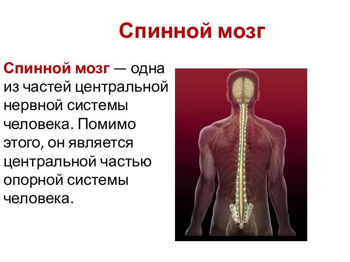 Спинной мозг Спинной мозг — одна из частей центральной нервной