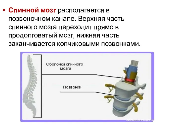 Спинной мозг располагается в позвоночном канале. Верхняя часть спинного мозга