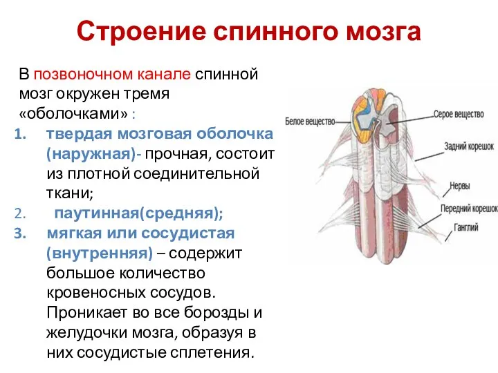 Строение спинного мозга В позвоночном канале спинной мозг окружен тремя