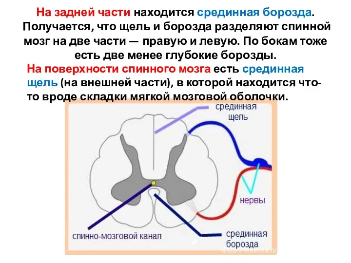 На задней части находится срединная борозда. Получается, что щель и