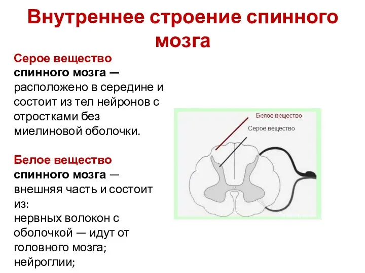 Внутреннее строение спинного мозга Серое вещество спинного мозга — расположено