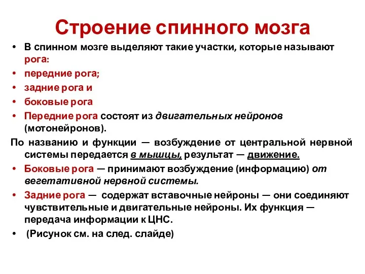 Строение спинного мозга В спинном мозге выделяют такие участки, которые