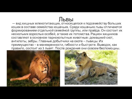 Львы — вид хищных млекопитающих, относящегося к подсемейству больших кошек в составе семейства