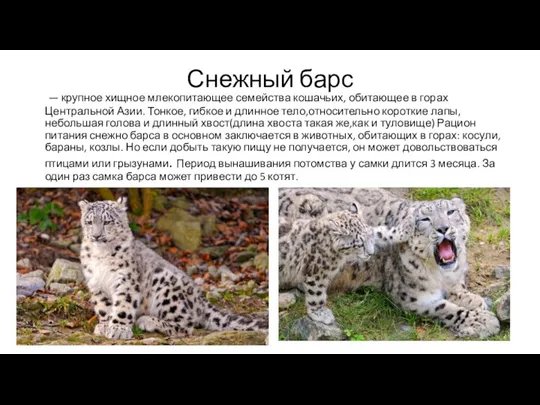 Снежный барс — крупное хищное млекопитающее семейства кошачьих, обитающее в горах Центральной Азии.