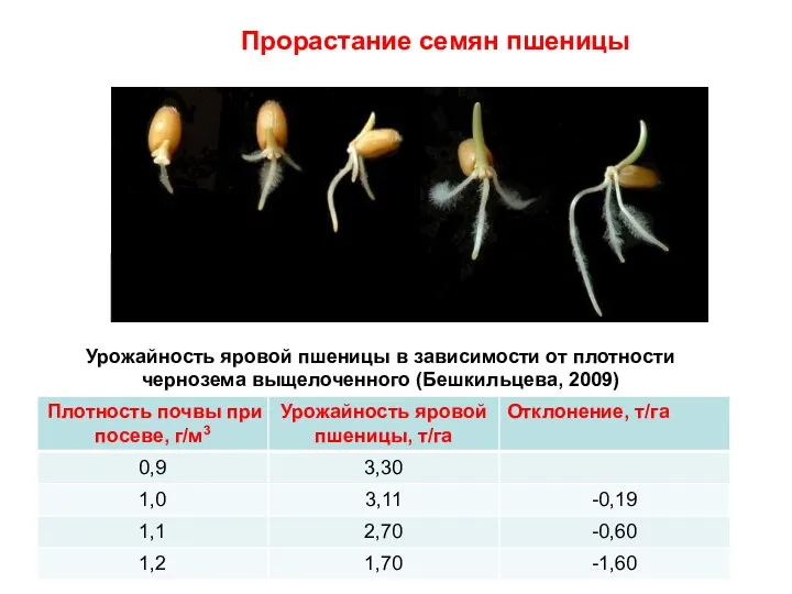 Прорастание семян пшеницы Урожайность яровой пшеницы в зависимости от плотности чернозема выщелоченного (Бешкильцева, 2009)