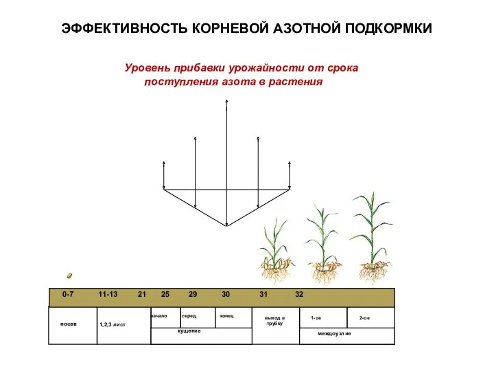 ЭФФЕКТИВНОСТЬ КОРНЕВОЙ АЗОТНОЙ ПОДКОРМКИ