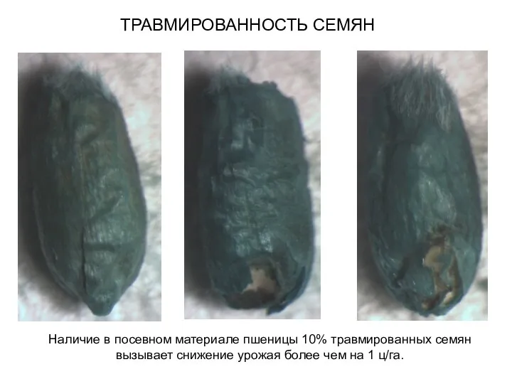 ТРАВМИРОВАННОСТЬ СЕМЯН Наличие в посевном материале пшеницы 10% травмированных семян