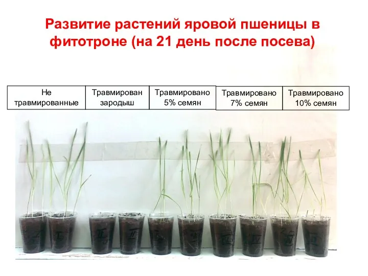 Не травмированные Травмирован зародыш Травмировано 5% семян Травмировано 7% семян