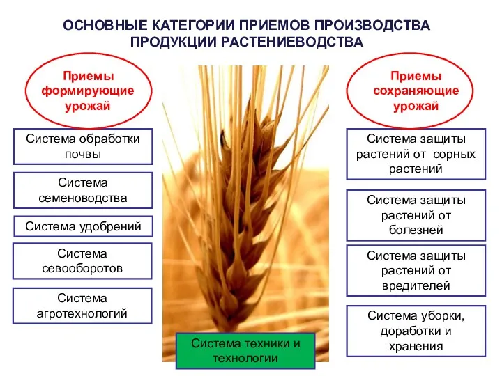 ОСНОВНЫЕ КАТЕГОРИИ ПРИЕМОВ ПРОИЗВОДСТВА ПРОДУКЦИИ РАСТЕНИЕВОДСТВА Приемы формирующие урожай Приемы