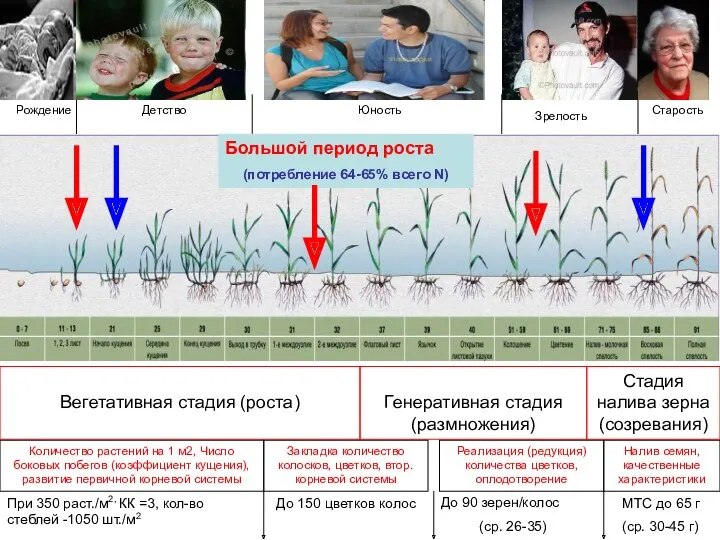 Вегетативная стадия (роста) Генеративная стадия (размножения) Стадия налива зерна (созревания)