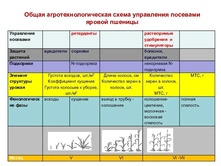 Общая агротехнологическая схема управления посевами яровой пшеницы