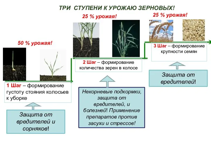 ТРИ СТУПЕНИ К УРОЖАЮ ЗЕРНОВЫХ! 50 % урожая! 1 Шаг