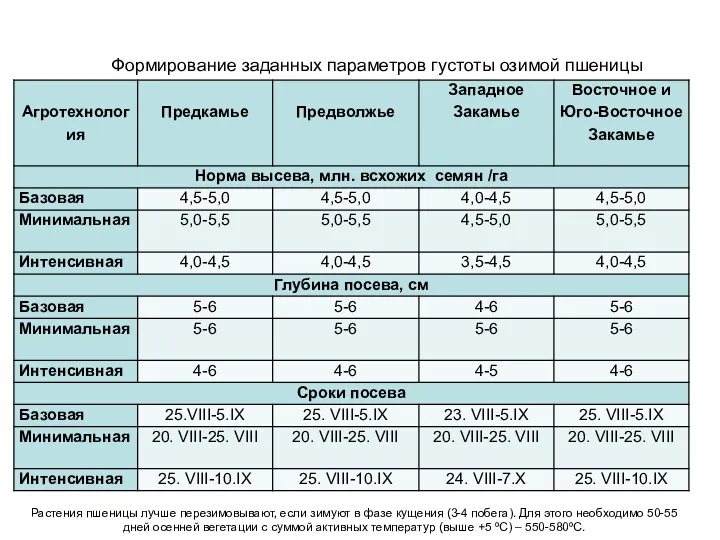 Формирование заданных параметров густоты озимой пшеницы Растения пшеницы лучше перезимовывают,