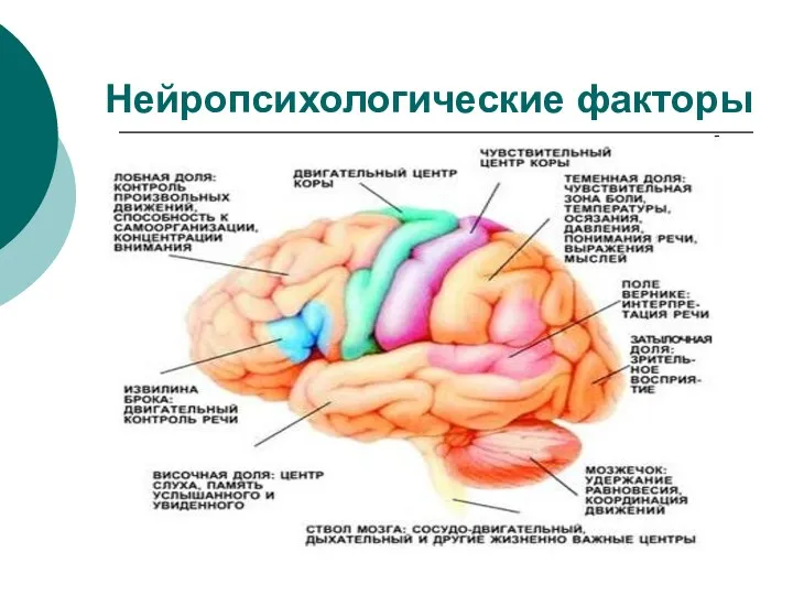 Нейропсихологические факторы