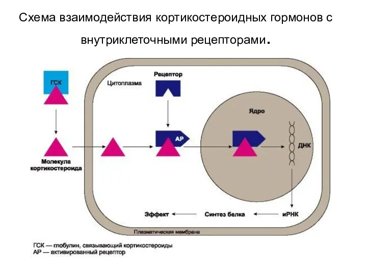 Схема взаимодействия кортикостероидных гормонов с внутриклеточными рецепторами.