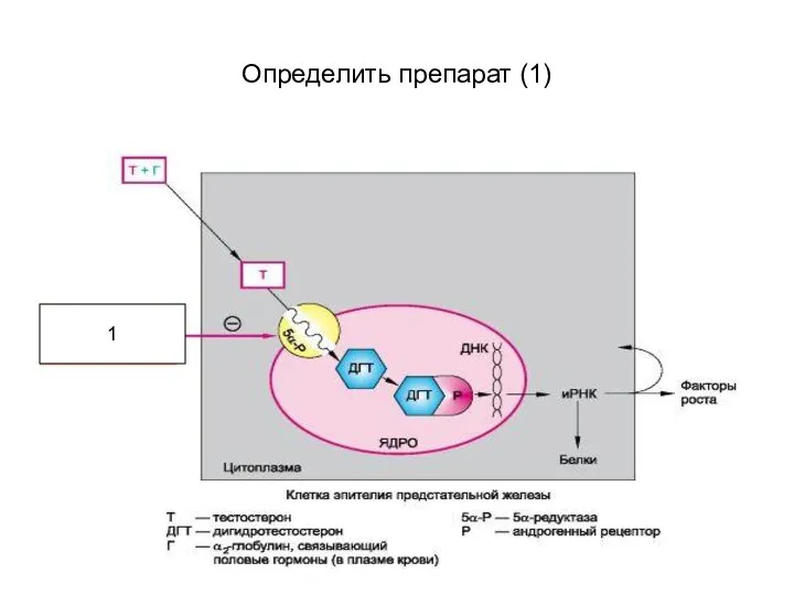 Определить препарат (1) 1