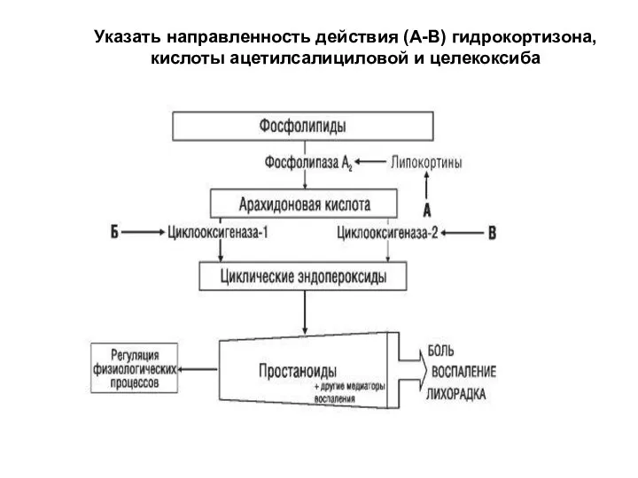 Указать направленность действия (А-В) гидрокортизона, кислоты ацетилсалициловой и целекоксиба