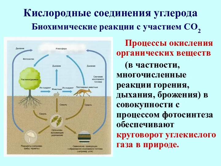 Кислородные соединения углерода Процессы окисления органических веществ (в частности, многочисленные