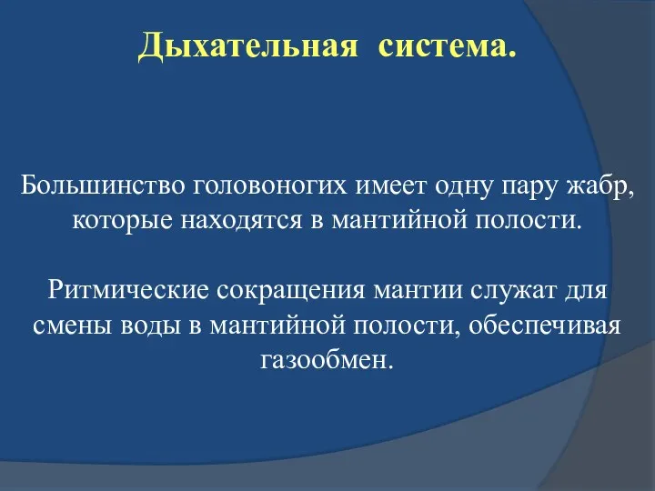 Дыхательная система. Большинство головоногих имеет одну пару жабр, которые находятся