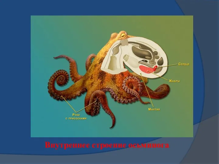 Внутреннее строение осьминога