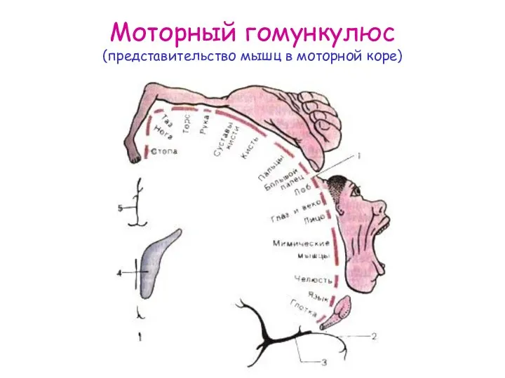Моторный гомункулюс (представительство мышц в моторной коре)