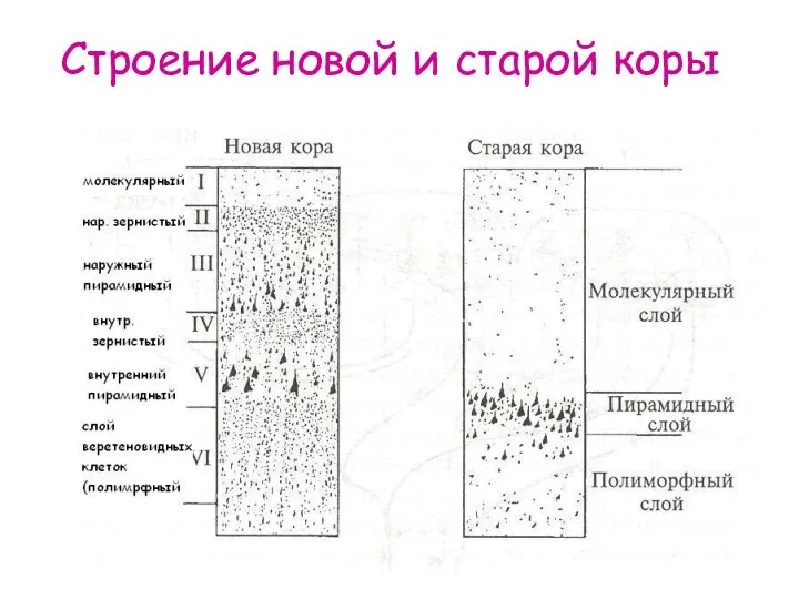 Строение новой и старой коры