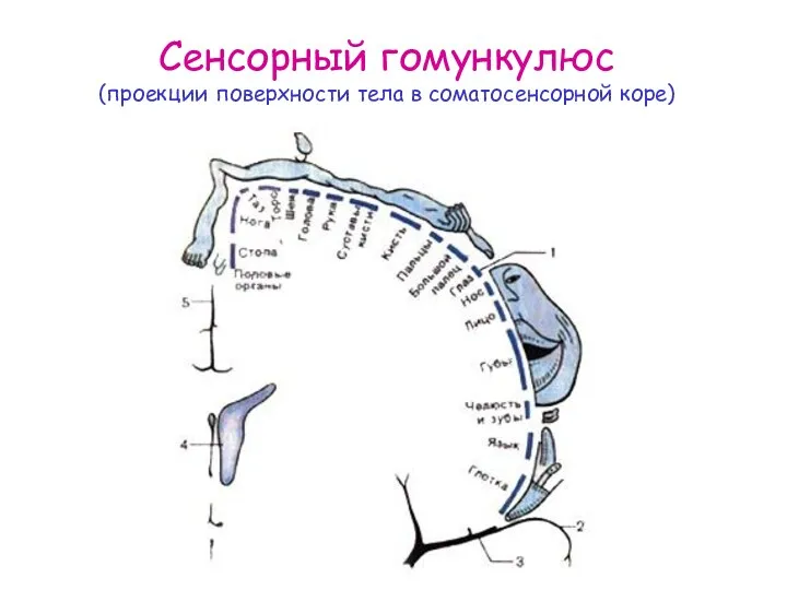 Сенсорный гомункулюс (проекции поверхности тела в соматосенсорной коре)