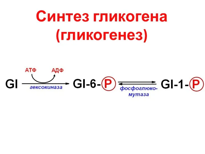 Синтез гликогена (гликогенез)